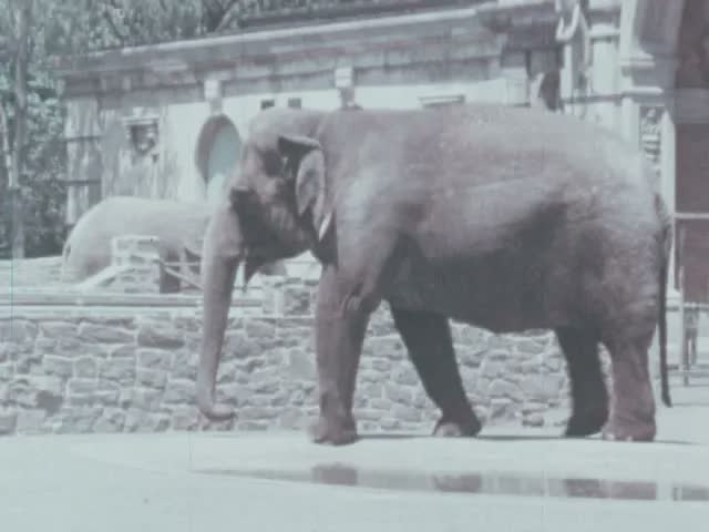 Zoo Animals In Rhyme (1965)