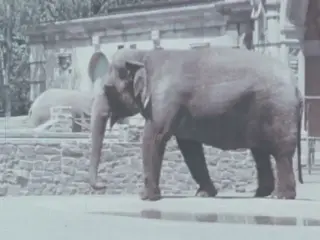 Zoo Animals In Rhyme (1965)