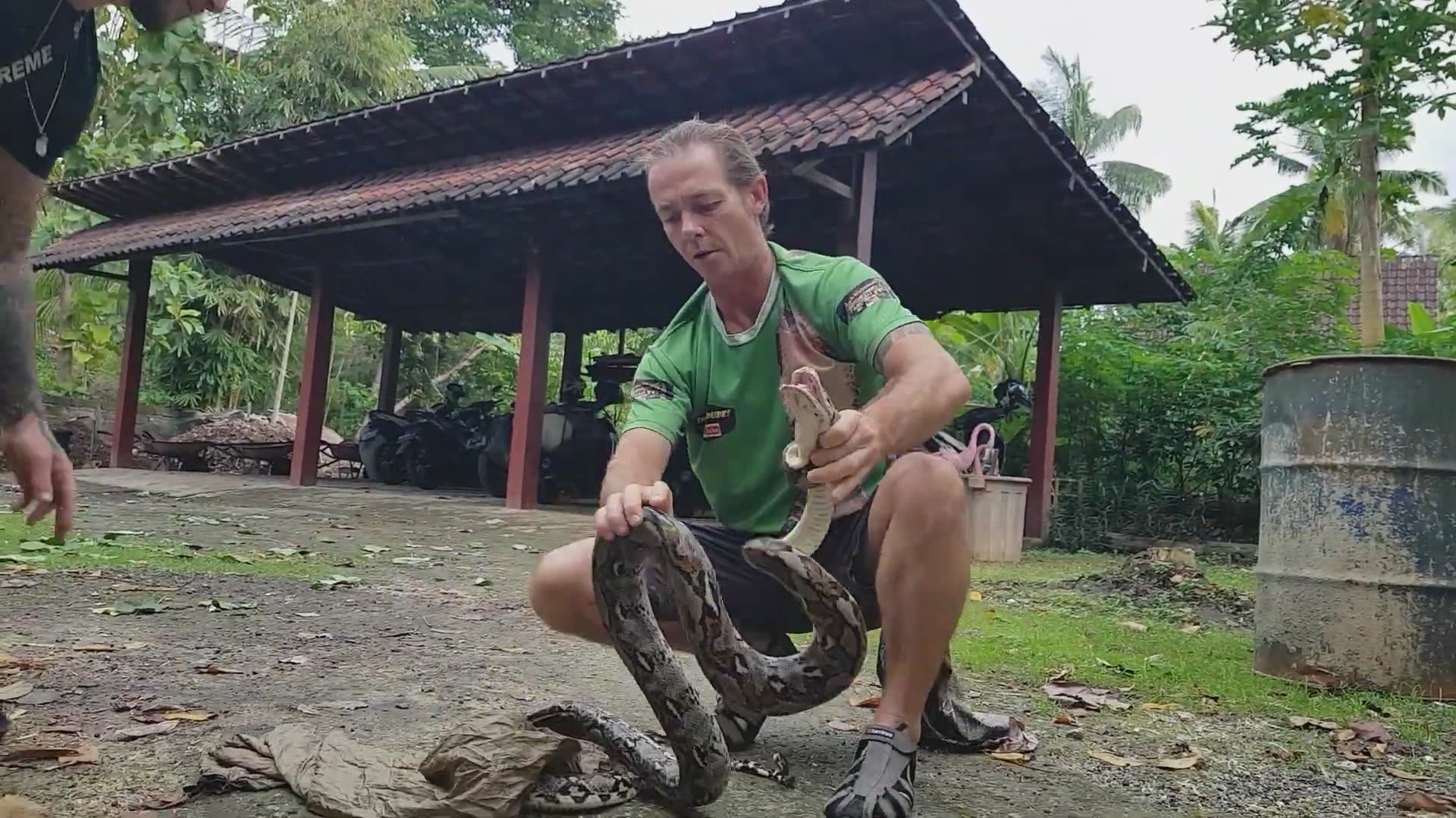 Witnessing aggressive python behavior in the wild
