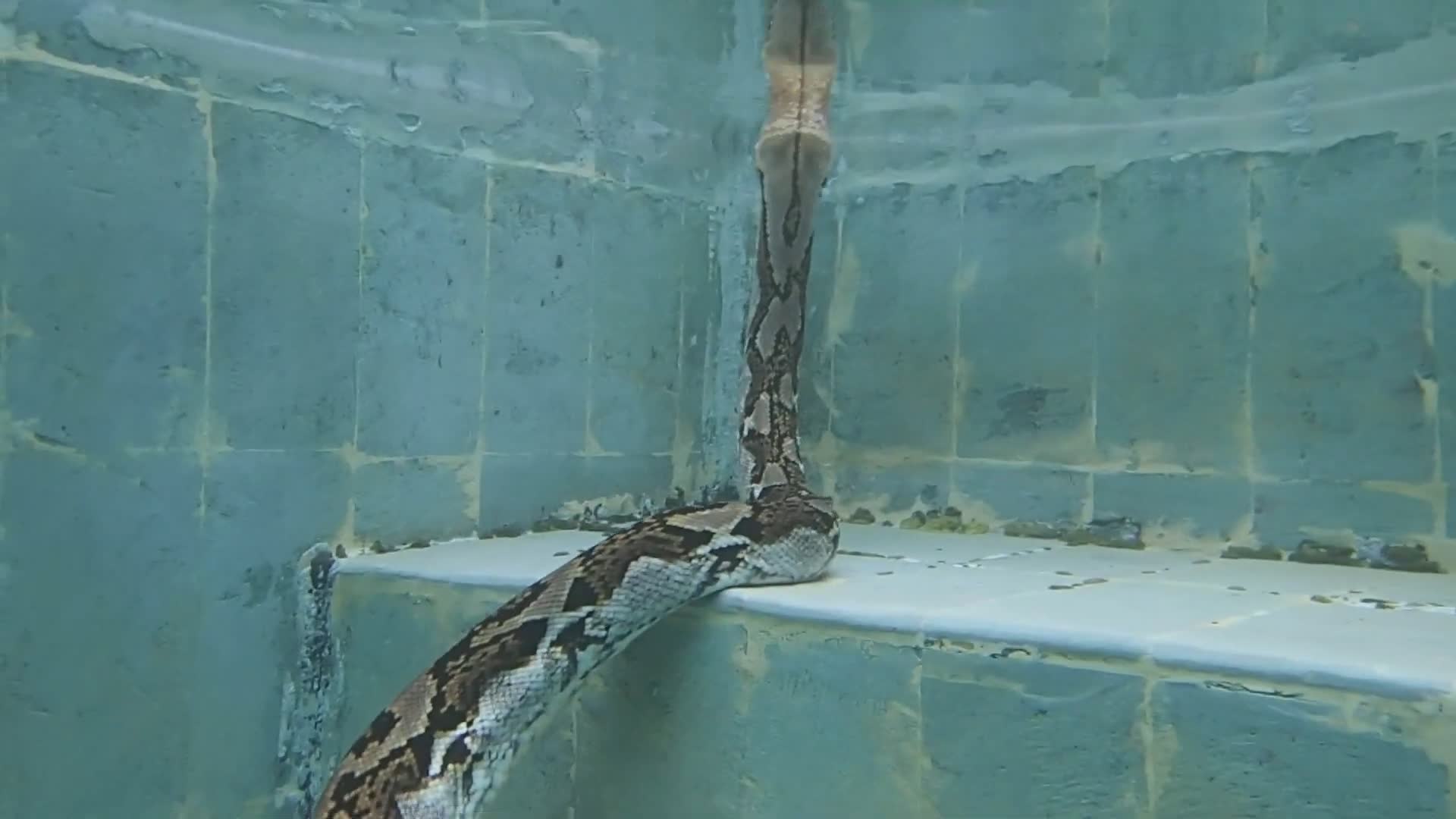 Witnessing enormous pythons swimming underwater caught on camera