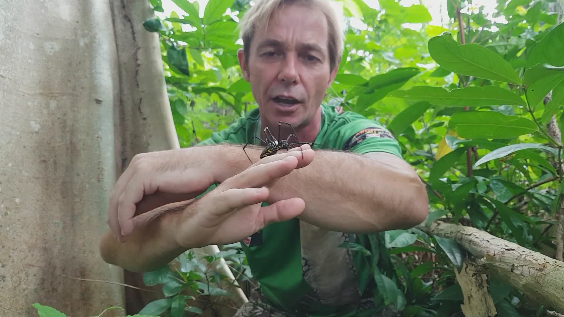 Witnessing enormous golden orb weaver in the wild