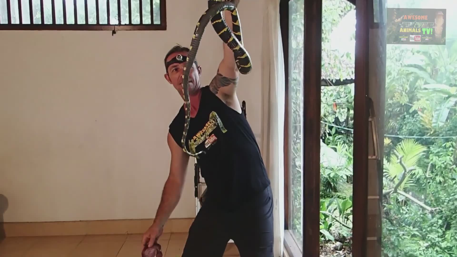 Discovering venomous mangrove snake in the wild