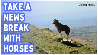 Relaxing Horse Compilation 4k 😁🐴 20 Minutes of Peaceful Horses & Nature Sounds for Stress Relief