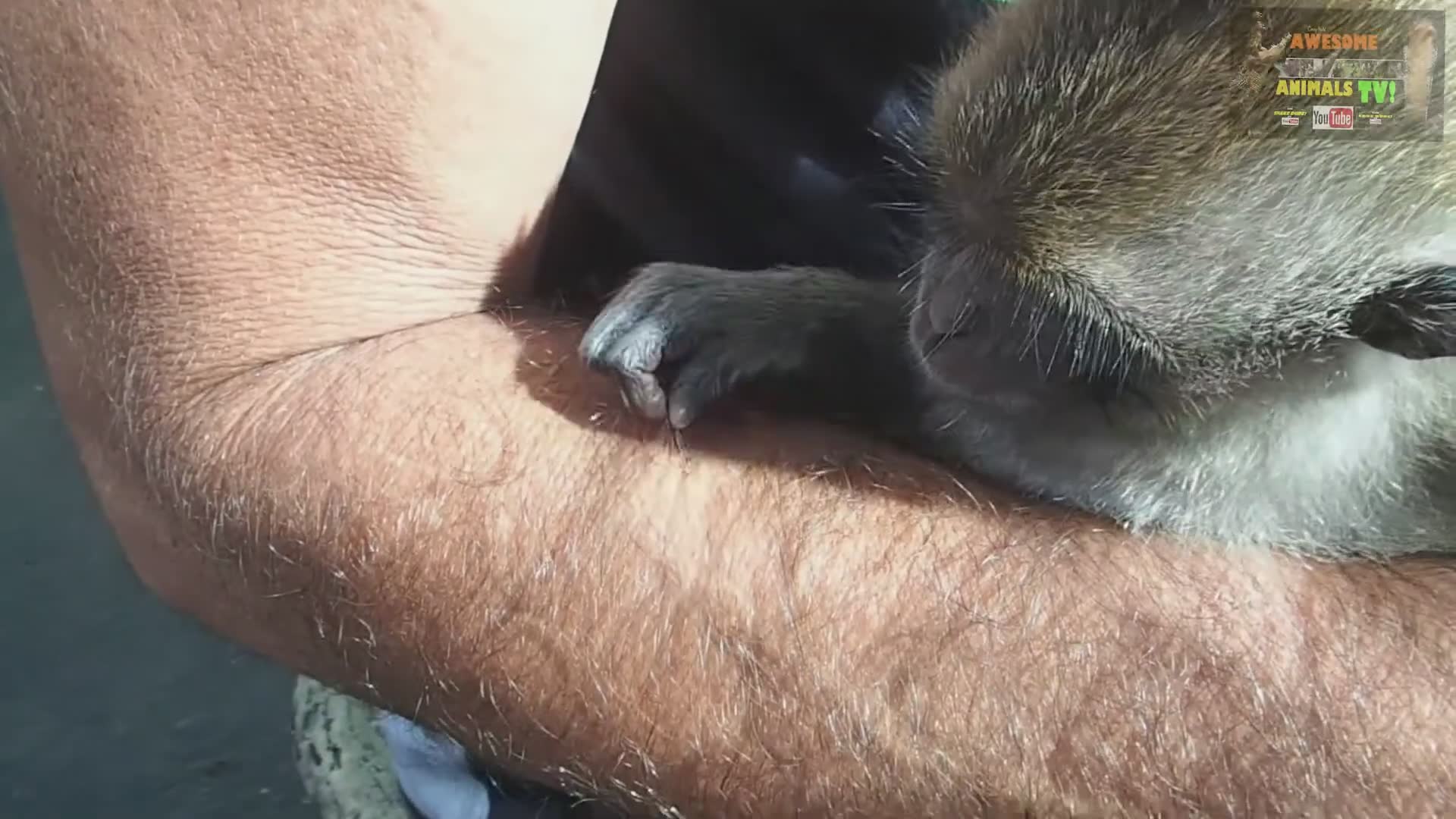Witnessing wild monkey behavior in jungle habitat
