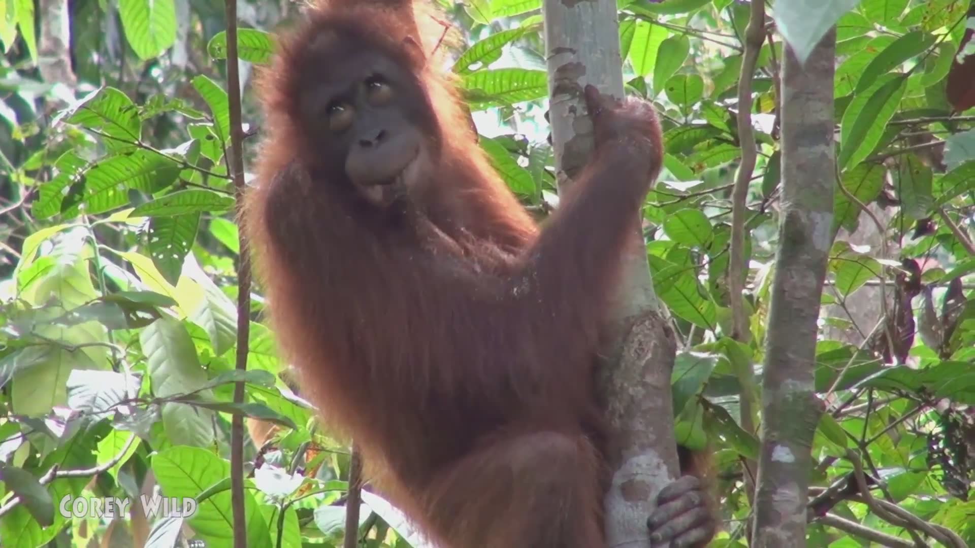 Discovering endangered orangutan species in Borneo wilderness