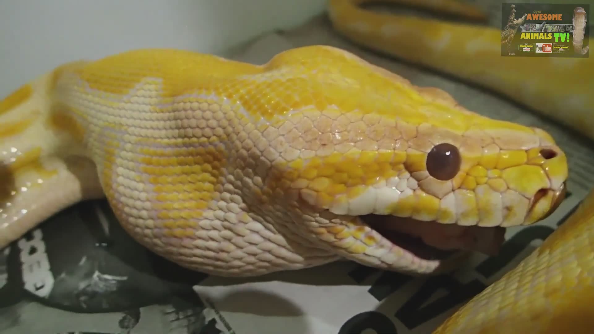 Witnessing python feeding behavior in the wild