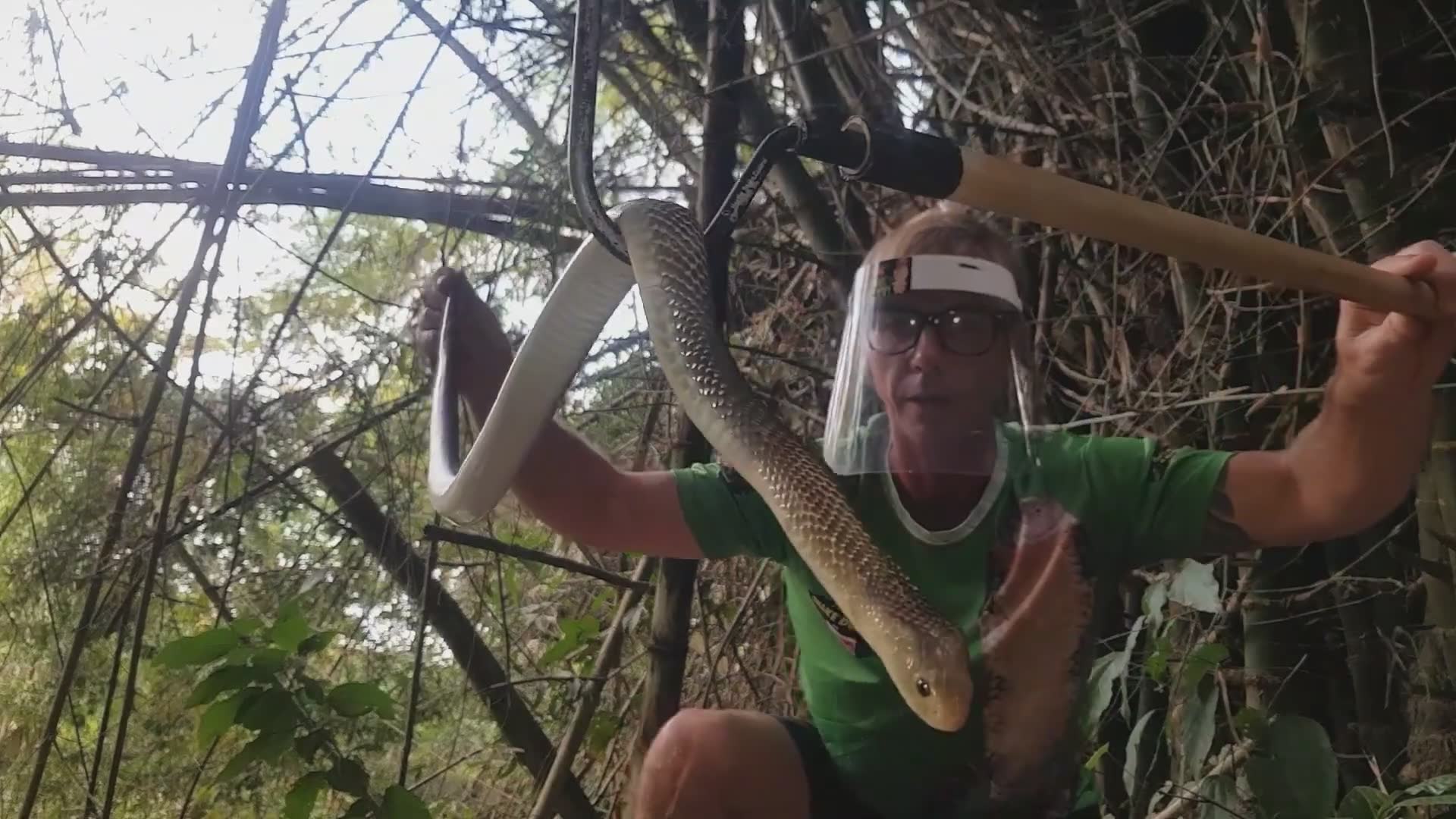 Witnessing spitting cobra encounter in the wild
