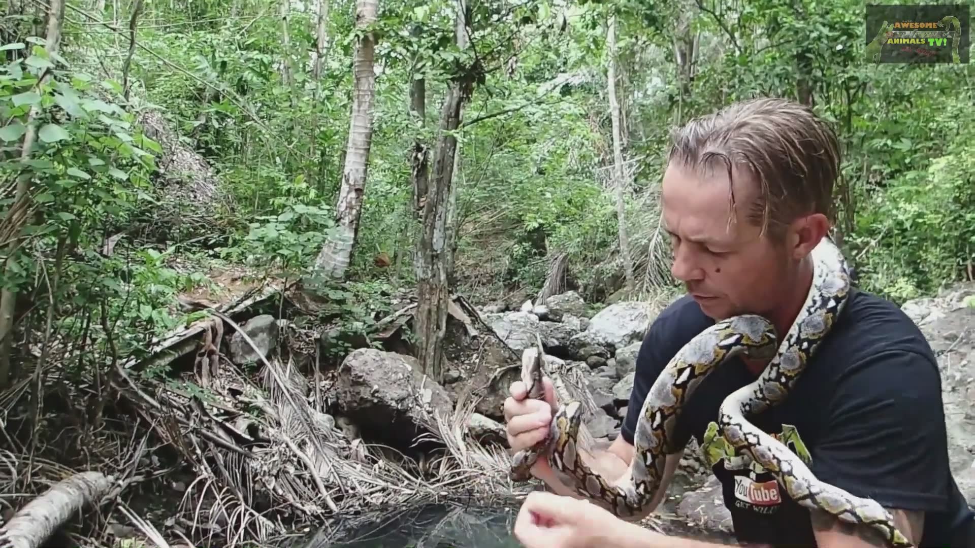 Discovering massive reticulated python during field rescue