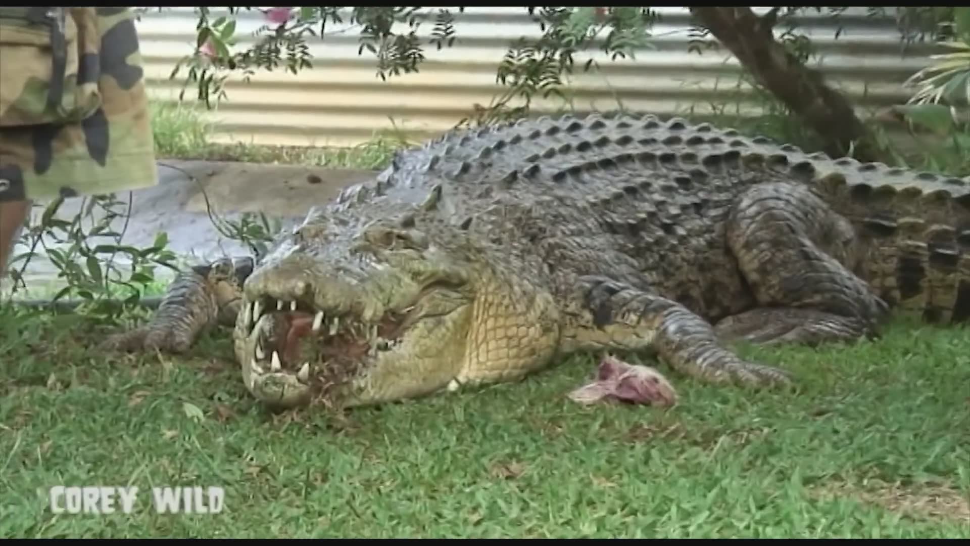 Witnessing massive crocodile encounters in Australian wilderness