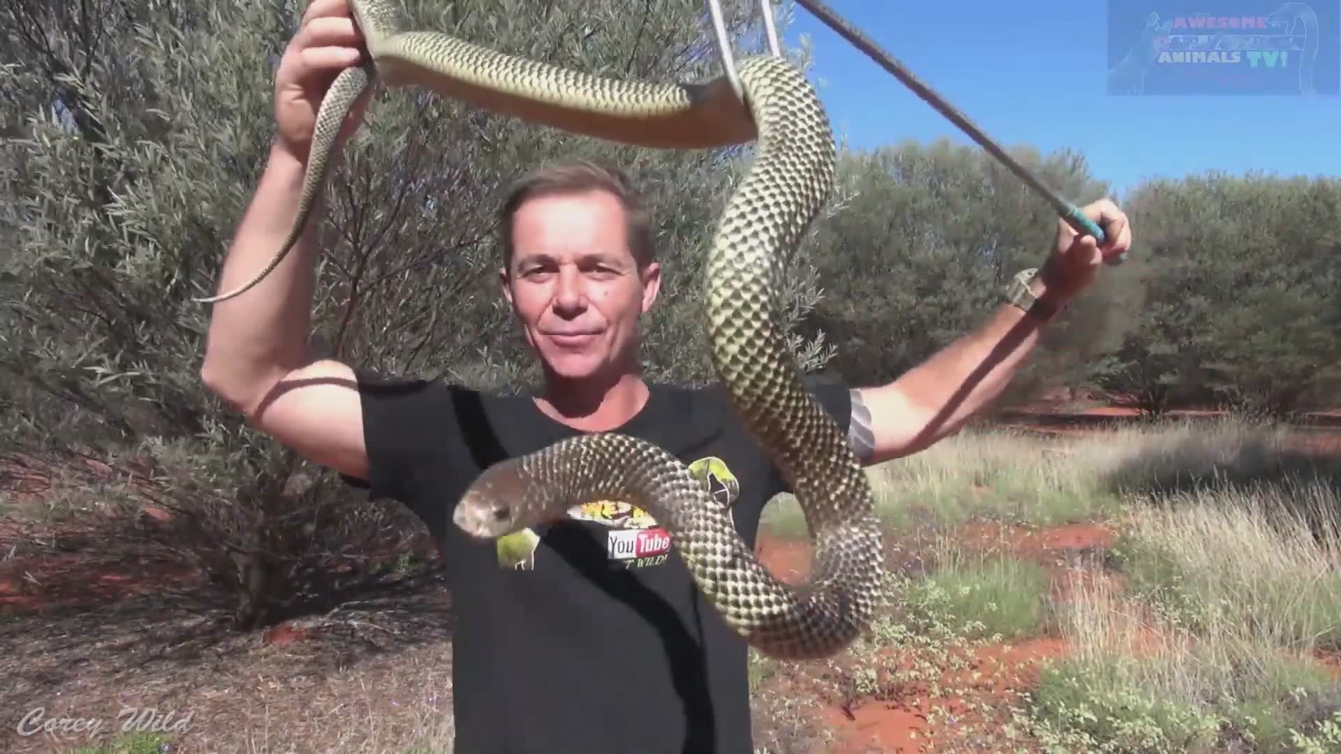 Witnessing dangerous snake behavior caught on camera