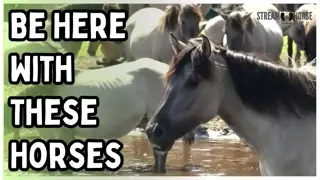 Horse Grazing ASMR & Nature Ambience ✨🐴 4K Relaxing Sounds for Stress Relief & Sleep