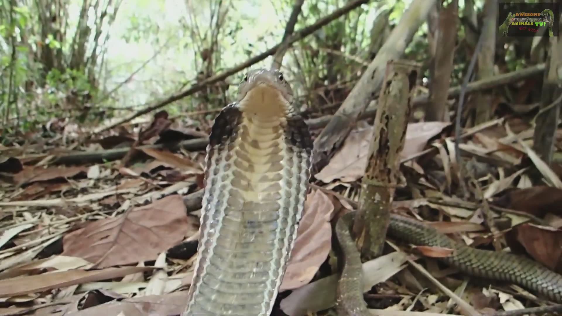 Witnessing enormous king cobra attacking during field research