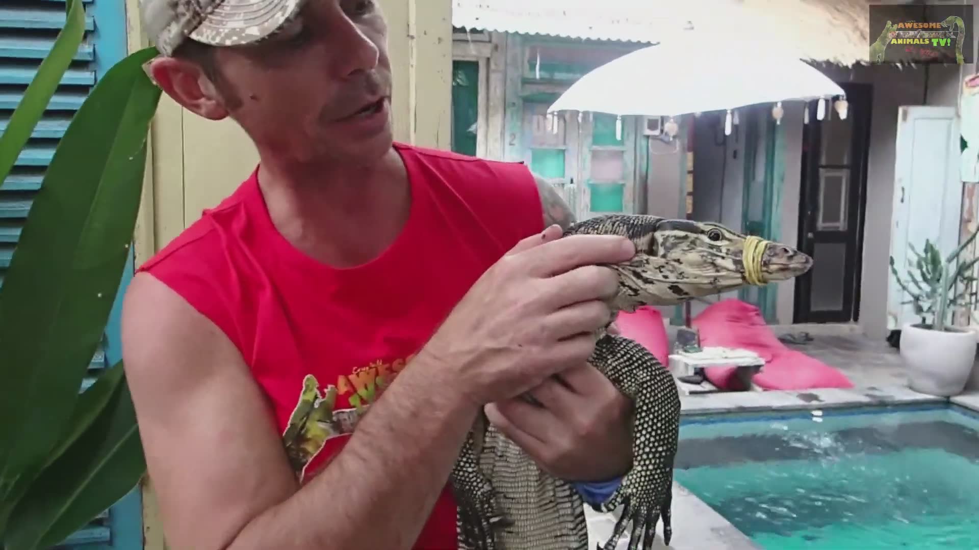 Discovering giant water monitor during field rescue