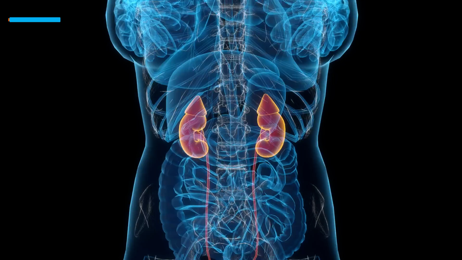 The kidney numbers Dr Pandeya checks before recommending a specialist visit