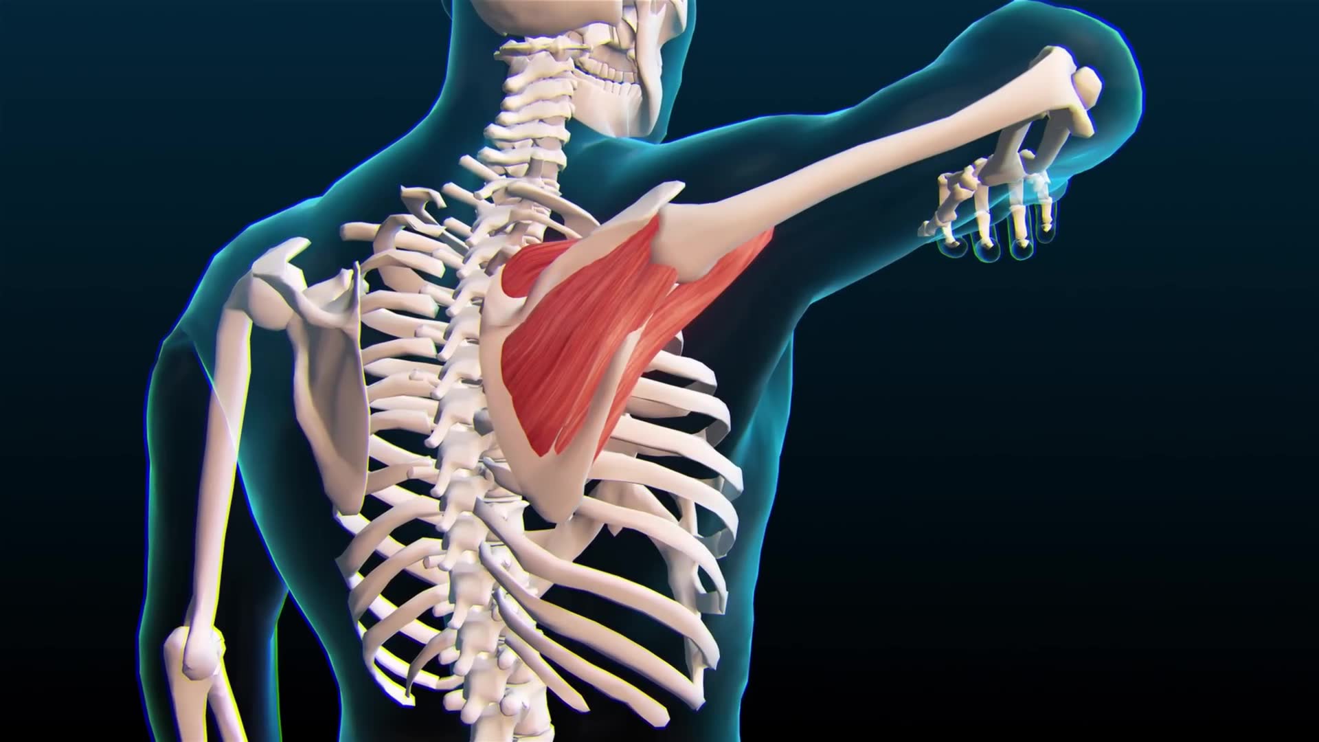 How to know if your shoulder needs medical attention
