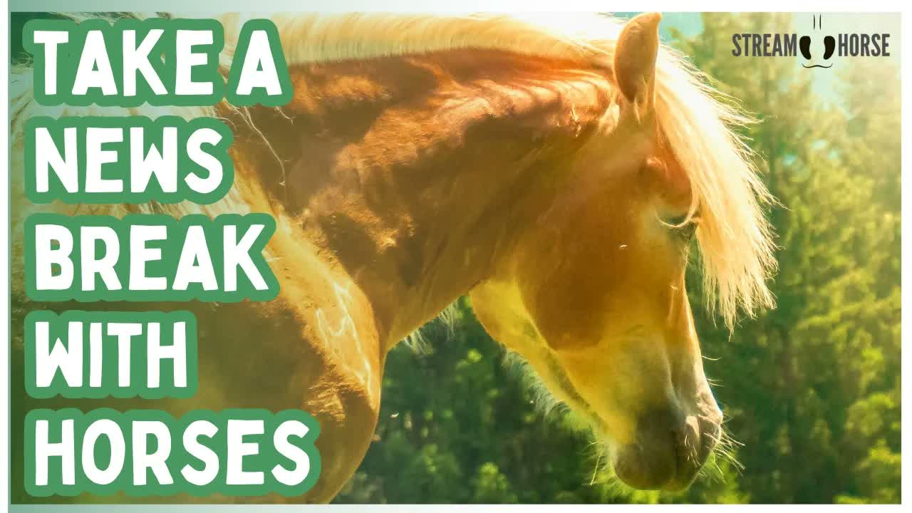 Relaxing Horse Compilation for Stress Relief (20 Minutes) 🐎😌 Calming Nature & Cute Animal ASMR
