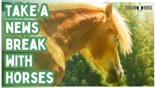 Relaxing Horse Compilation for Stress Relief (20 Minutes) 🐎😌 Calming Nature & Cute Animal ASMR