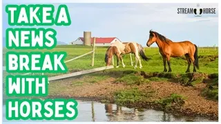 20 Minutes of Relaxing Horse Videos for Stress Relief 😁🐴 Peaceful Nature & Calming Animals 4K