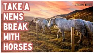 20 Minutes of Relaxing Horses 🐎🧠✨ Stress Relief After the News (4K Nature)