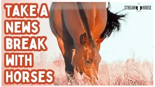 Relaxing Horse & Pony Video for Stress Relief (20 Minutes) 🐎🌎 Calm Nature & Animal ASMR