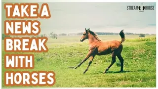Beautiful Horses Around the World (20 Mins) 🌎🐴 Relaxing Nature Compilation with Stress Relief Music