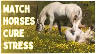Relaxing Horse Compilation for Stress Relief & Anxiety 😊🐎 Calming Nature Scenes (4K)