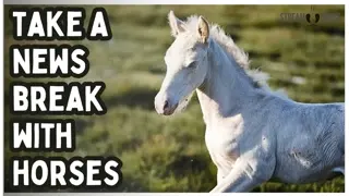 Beautiful Horses & Ponies for Stress Relief 🐎 Relaxing Horse Compilation (20 Minutes)