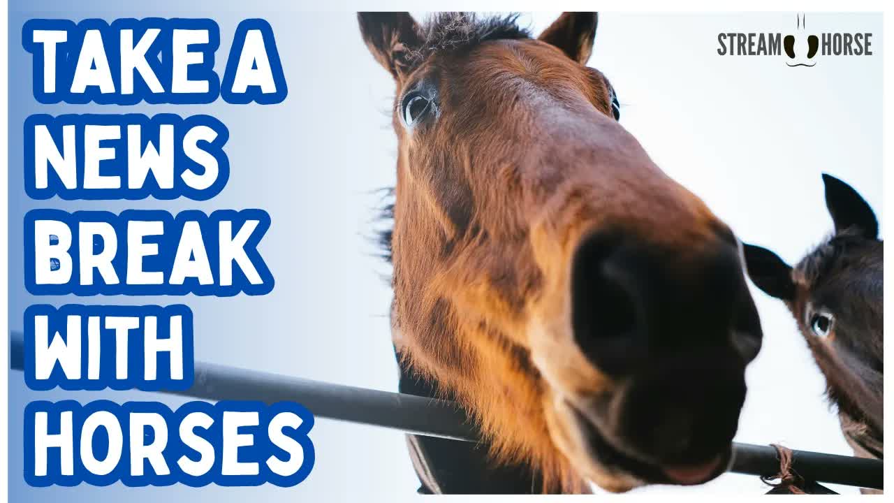 Relaxing Horse Compilation 4K 🐎 Stress Relief & Calming Nature Sound🌎 20 Minutes Around the World