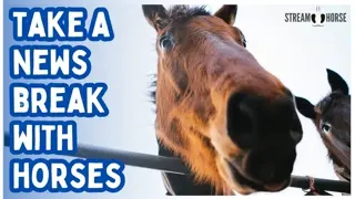 Relaxing Horse Compilation 4K 🐎 Stress Relief & Calming Nature Sound🌎 20 Minutes Around the World