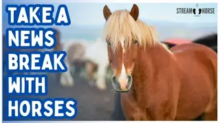 WATCH: The Most Powerful & Relaxing Horse Compilation (Global Journey) 🌏✨