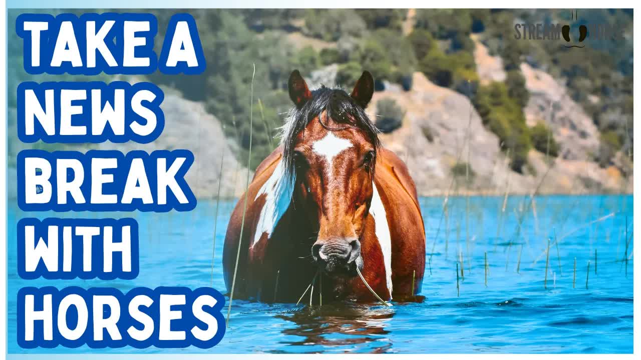 Relaxing Horse Videos for Stress Relief (20 Minutes) 🐎🌍 Calming Nature & Beautiful Landscapes