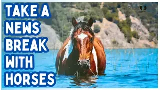 Relaxing Horse Videos for Stress Relief (20 Minutes) 🐎🌍 Calming Nature & Beautiful Landscapes