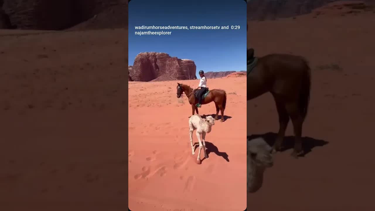 our last 2 hour ride had an unexpected guest showing up: a baby camel 🐫🐴