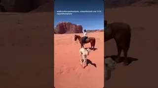 our last 2 hour ride had an unexpected guest showing up: a baby camel 🐫🐴