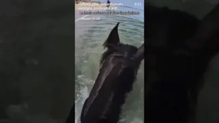 You're crazy to indulge your mare in such bad habits...so what?