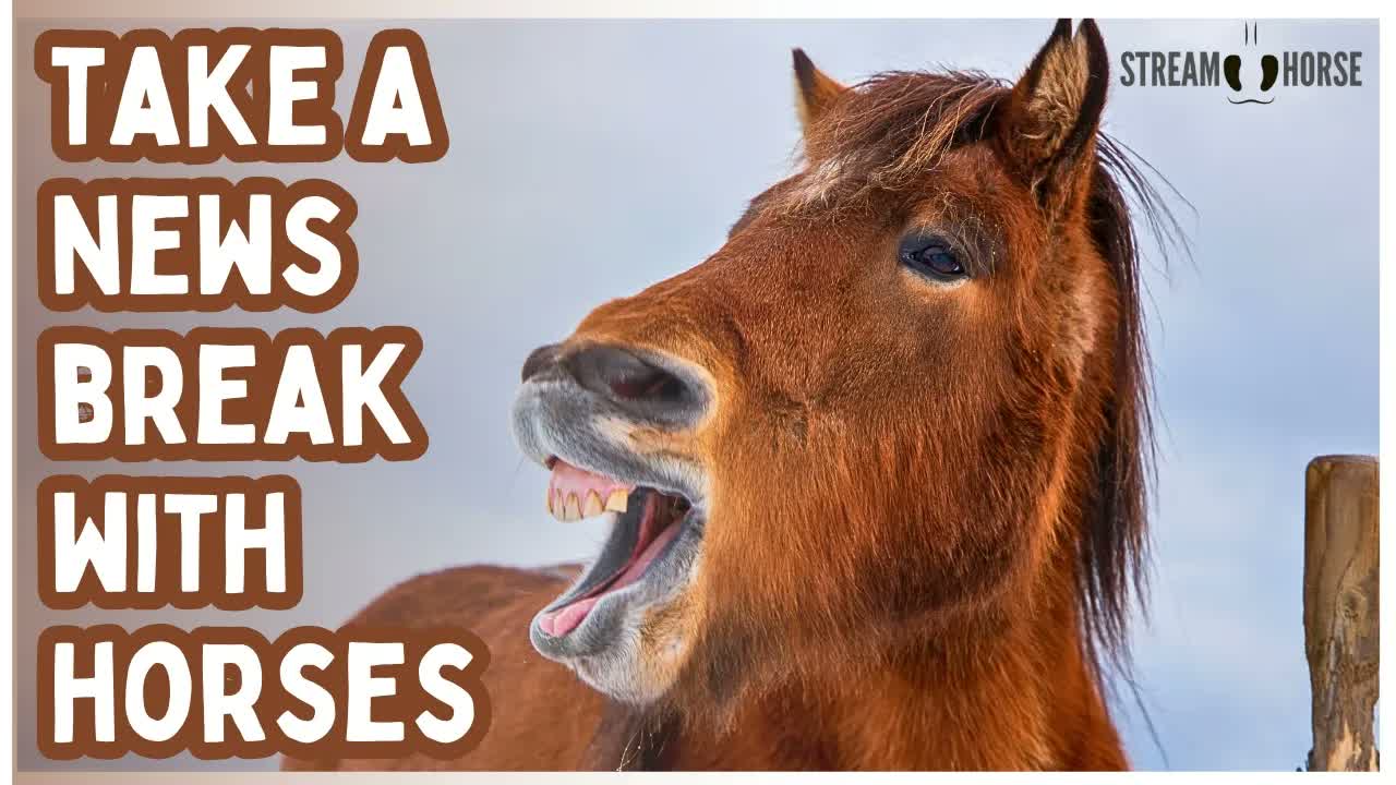 Horse Videos for Stress Relief & Positive Energy 🐎😁 Nature Therapy