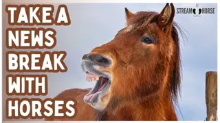 Horse Videos for Stress Relief & Positive Energy 🐎😁 Nature Therapy
