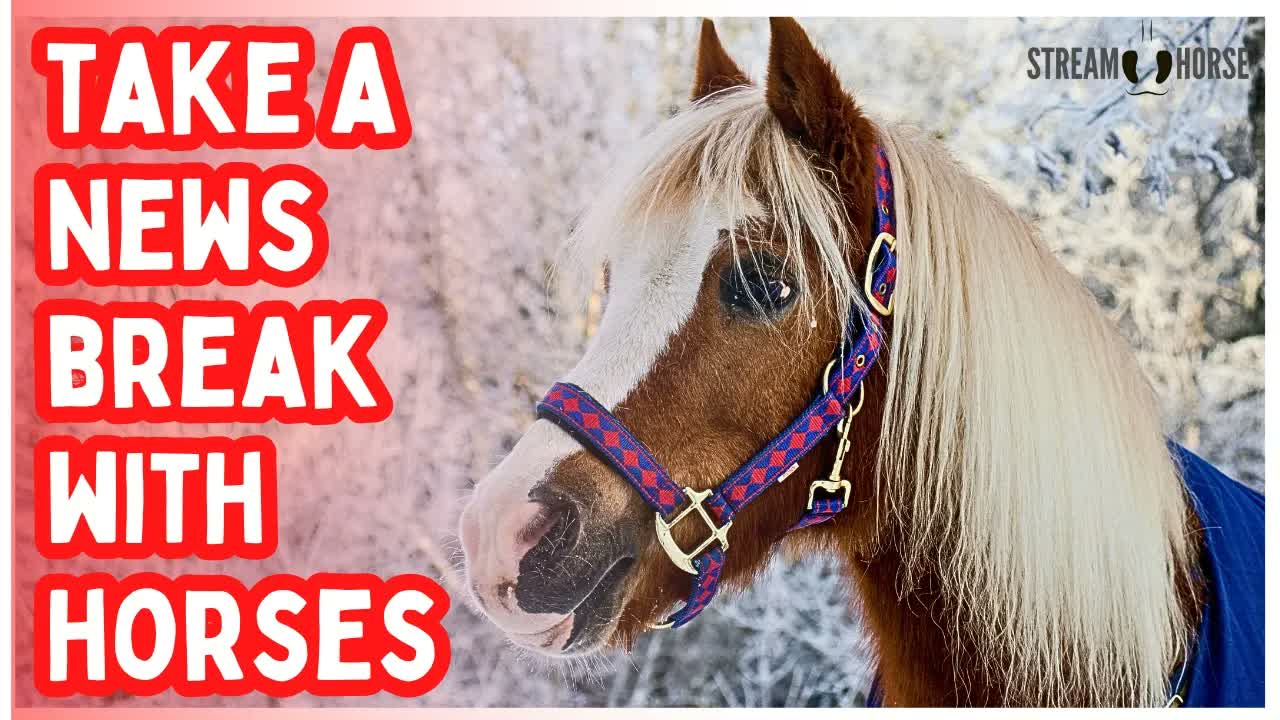 20 Minutes of Peaceful Horses 🐎✨ Relaxing Nature Sounds for Stress Relief & Anxiety