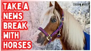 20 Minutes of Peaceful Horses 🐎✨ Relaxing Nature Sounds for Stress Relief & Anxiety