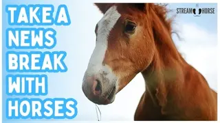 20 Minutes of Horses 🐎👀 Anxiety Relief & Stress Reduction (4K)