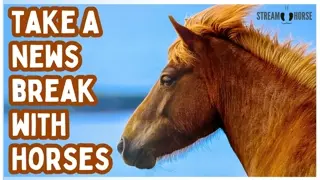 Horse Therapy for Stress Relief 🐎🥰 20 Minutes of Peaceful Nature & Calming Animals