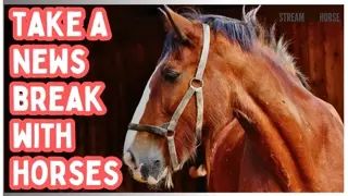 20 Minutes of Horses 🐎🌿 Peaceful Nature Scenes for Stress Relief & Focus