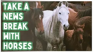 20 Minutes of Calming Horse Videos for Stress Relief & Anxiety 🐎✨ Relaxing Equines & Nature