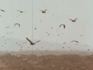 Animals Of Asia (1980)