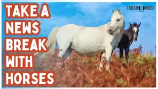 Relaxing Horse Video for Stress Relief 🐎😌 20 Minutes of Peaceful Horses Grazing & Nature Views