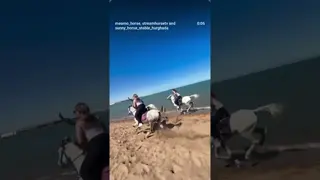 Sunny horse 🐎