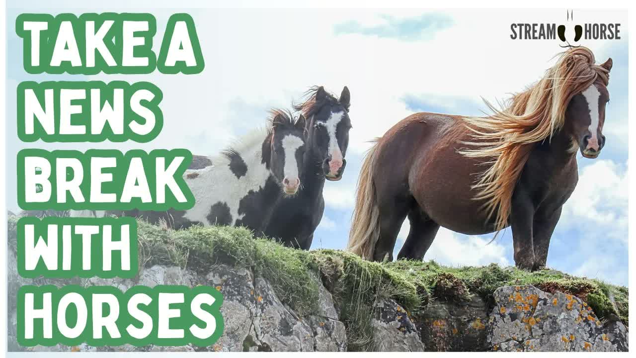20 Minutes of Relaxing Horses for Anxiety Relief & Stress Reset 🐎💊