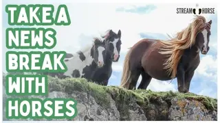 20 Minutes of Relaxing Horses for Anxiety Relief & Stress Reset 🐎💊