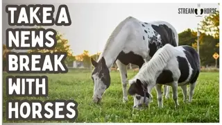 20 Minutes of Relaxing Horses for Stress Relief 🐎😌 Calming Music & Nature (4K)