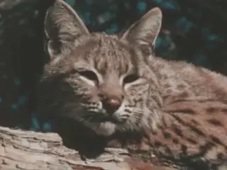 Animals Of North America (1979)